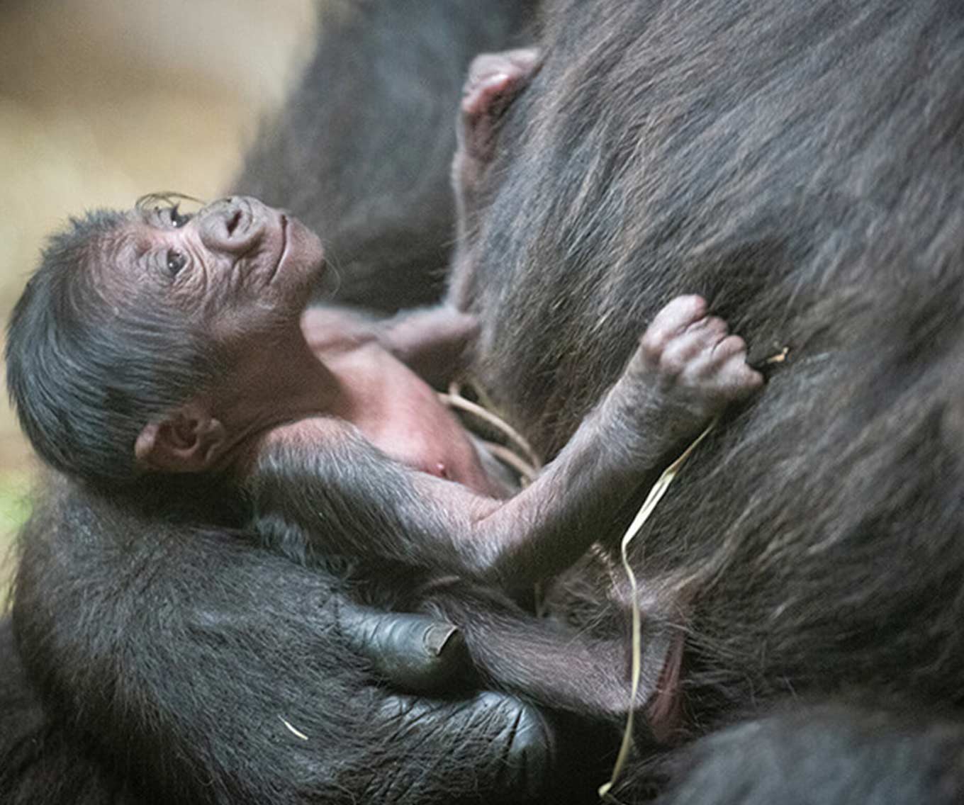 Baby gorilla