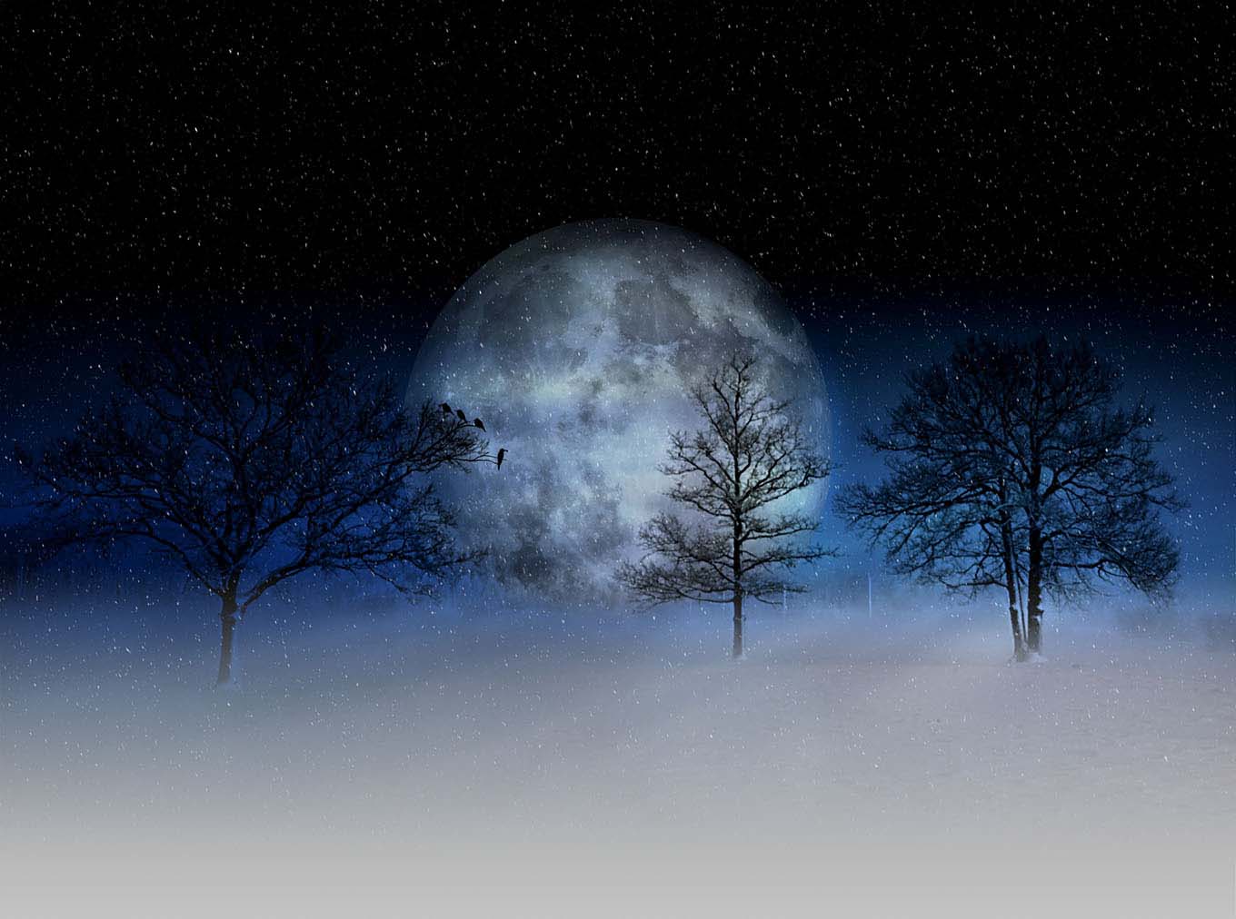 The sky with the moon shining through the trees at night.